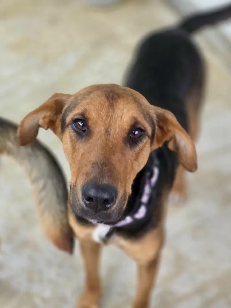 TWINKLE 24453 photo 7