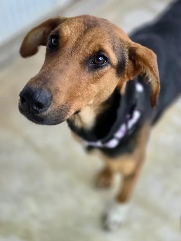 TWINKLE 24453 photo 8