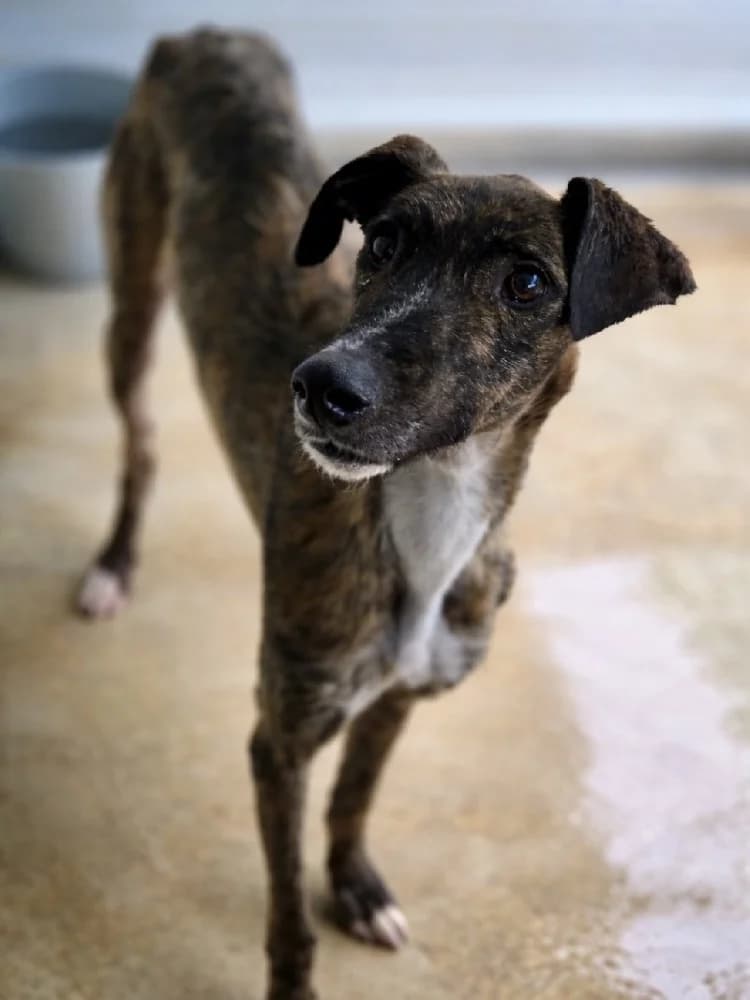 TABERNERO 24455 photo 2