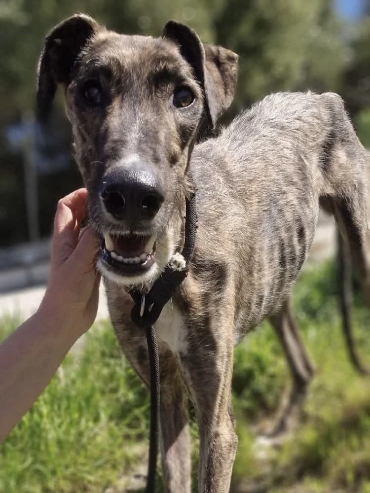 TABERNERO 24455 photo 3