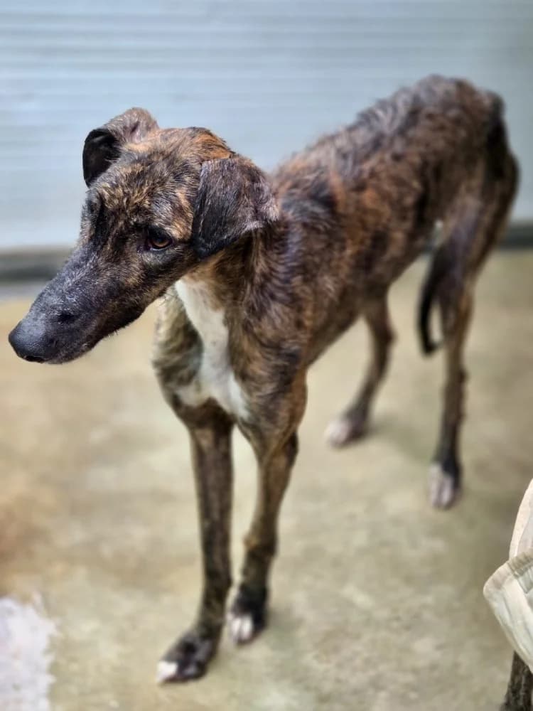 TABERNERO 24455 photo 4