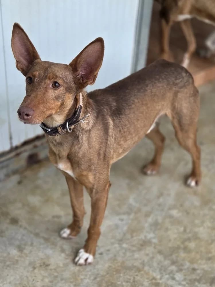 SANTIAGO 24468 photo 2