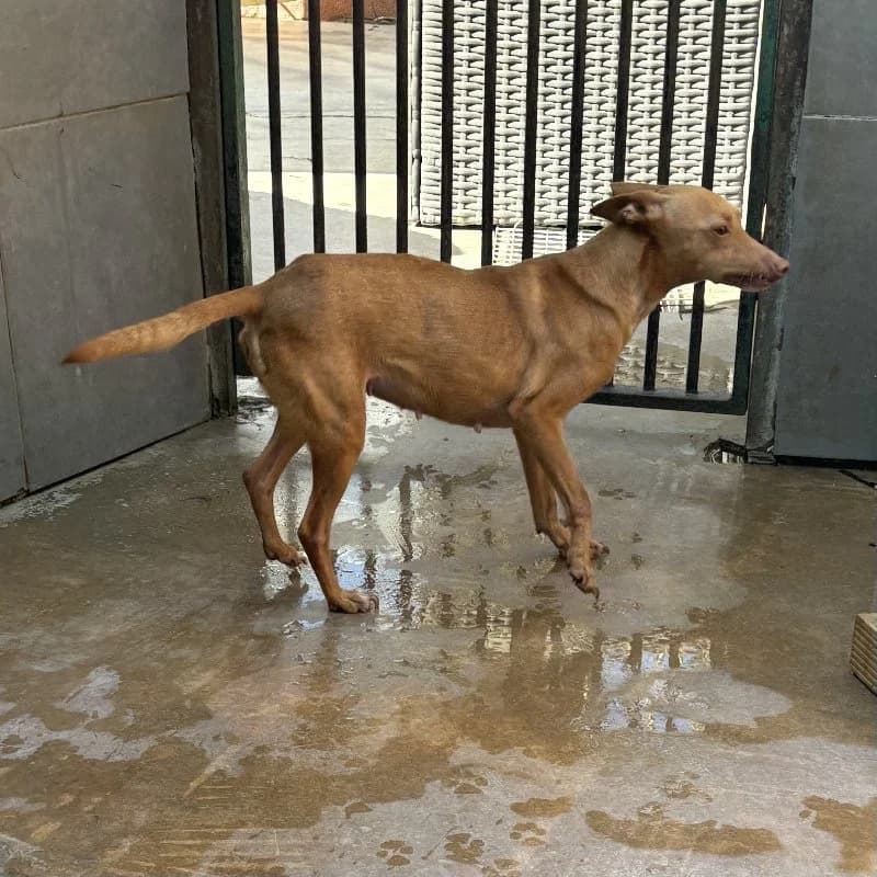 NULATI 24480 photo 3