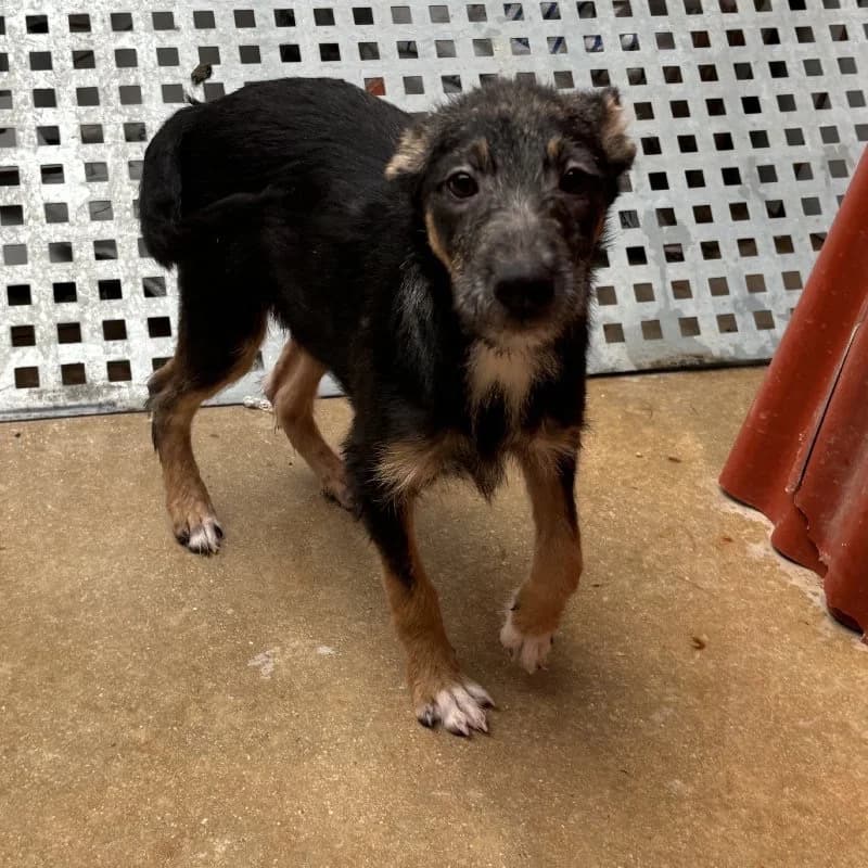 SANGRIA 24498 photo 7