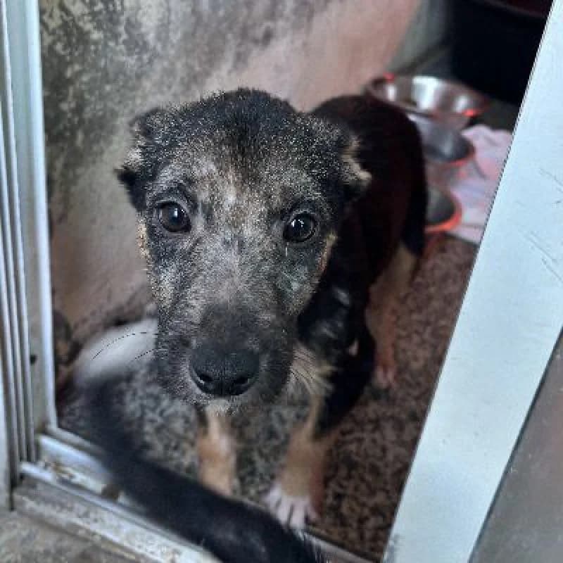 SANGRIA 24498 photo 8