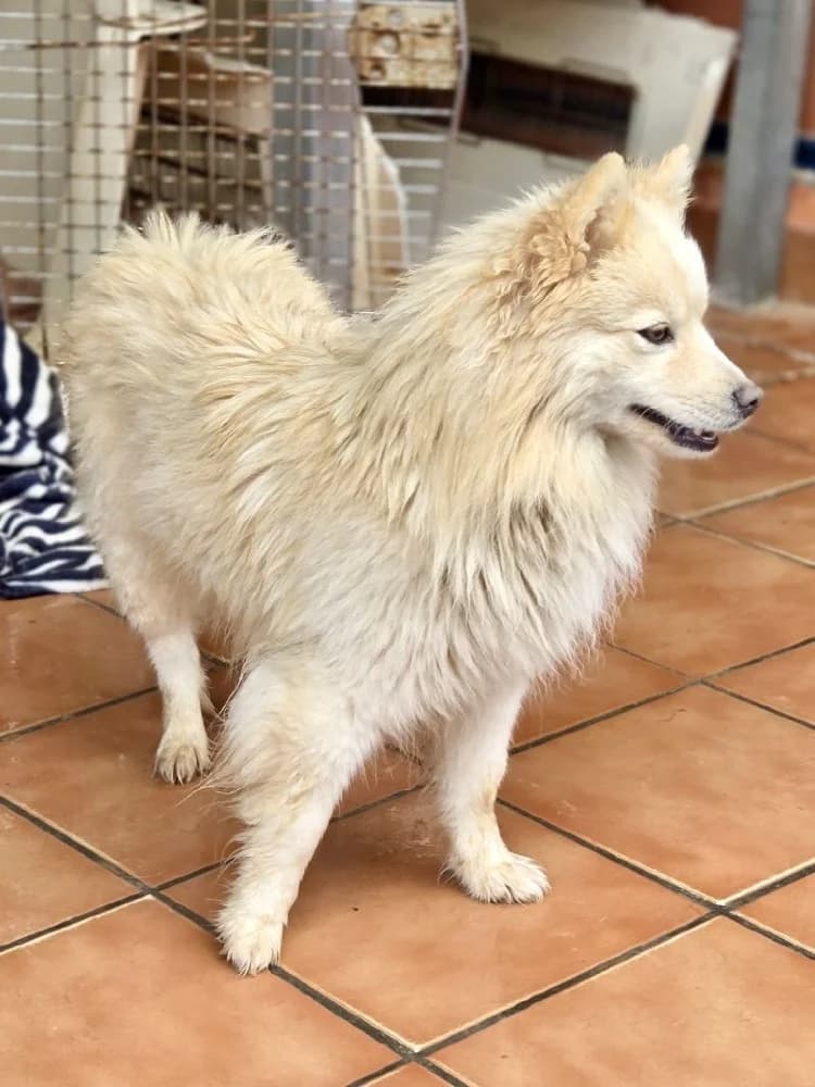 NELLIE 24548 photo 2