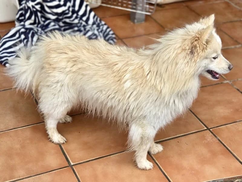 NELLIE 24548 photo 3