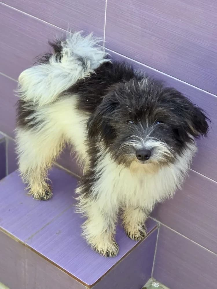 RÉGLISSE 24556 photo 5