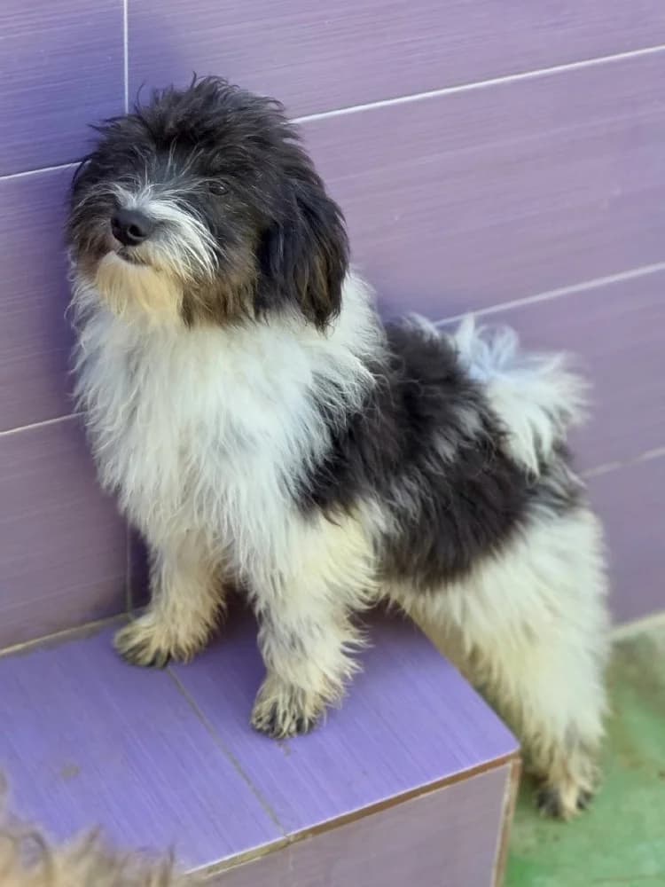 RÉGLISSE 24556 photo 4