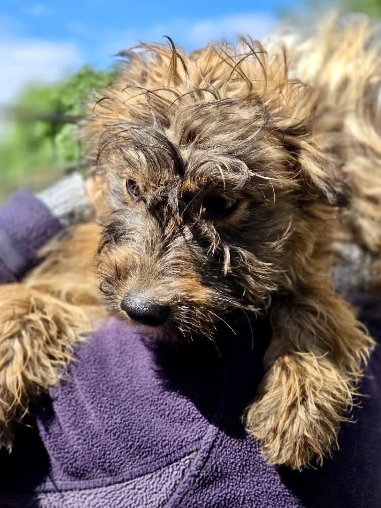 POUPETTE 24558 photo 2