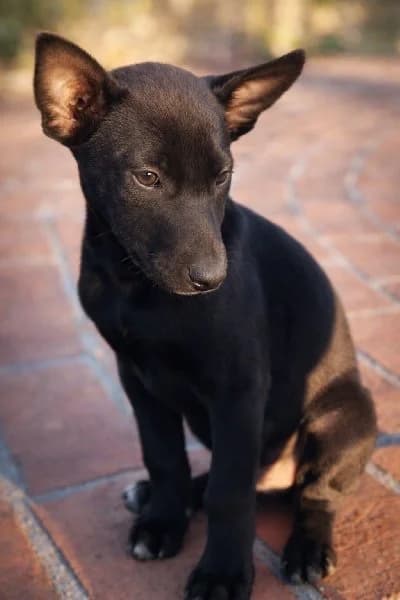 ROBERTO 24583 photo 7