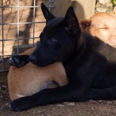 ROBERTO 24583 photo 8