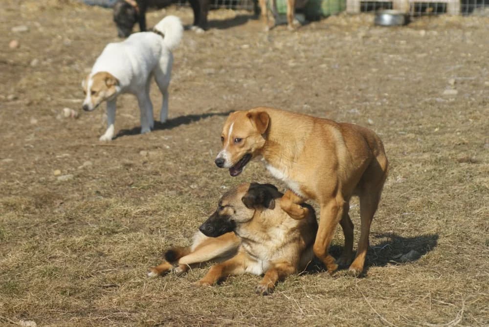 ❤️Kiko❤️ photo 3