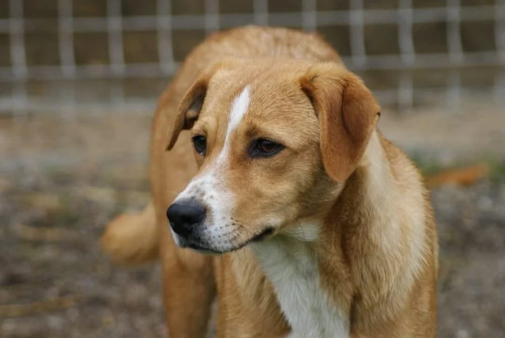 ❤️Kiko❤️ photo 4