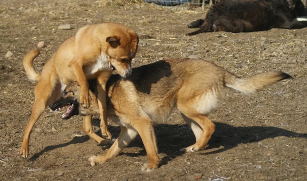 ❤️Kiko❤️ photo 5