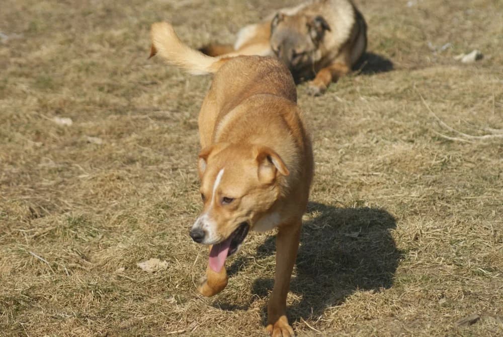 ❤️Kiko❤️ photo 8