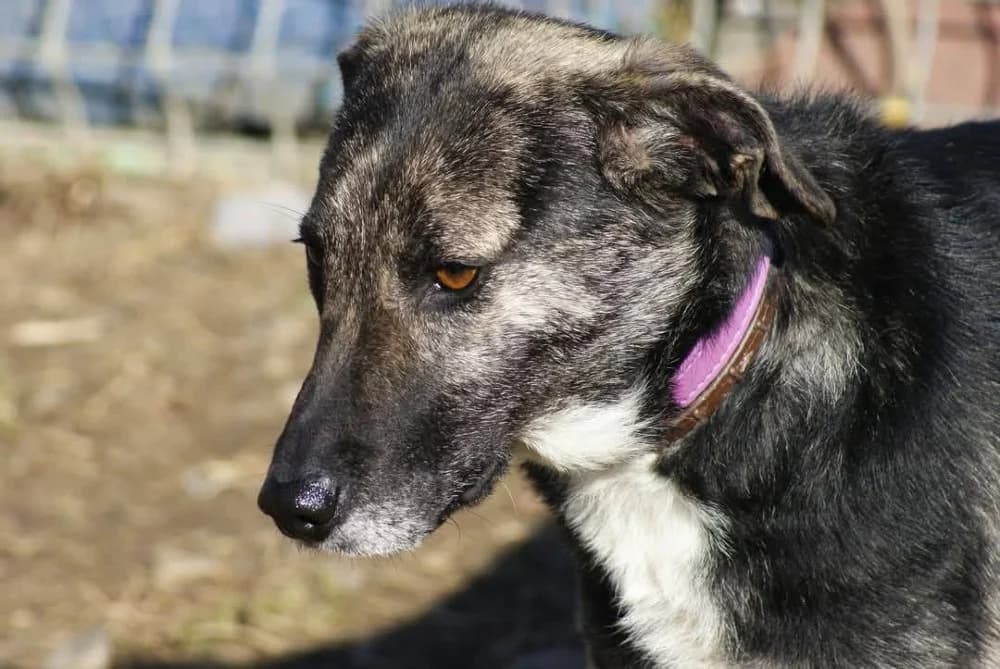 ❤️Bella❤️ photo 5