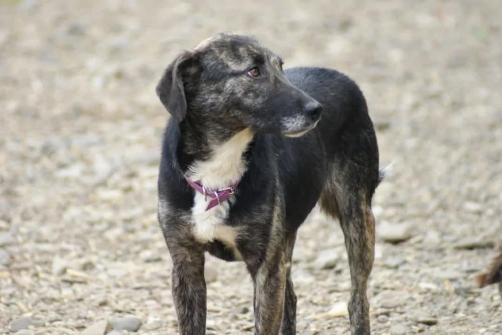 ❤️Bella❤️ photo 6