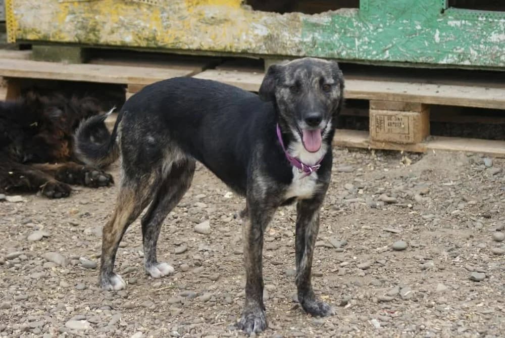 ❤️Bella❤️ photo 7