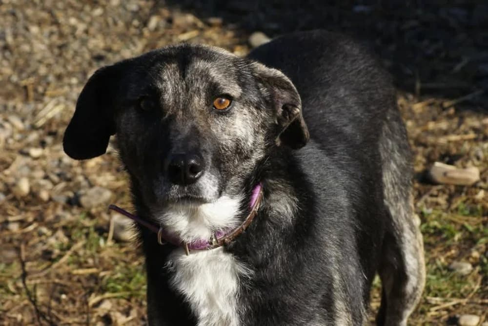 ❤️Bella❤️ photo 2