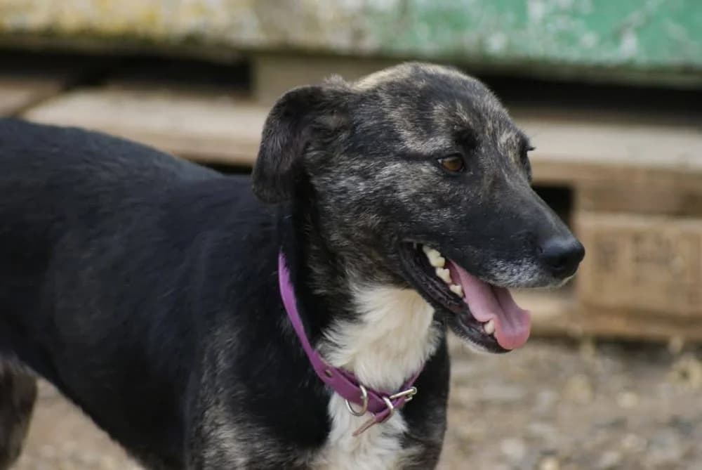 ❤️Bella❤️ photo 4