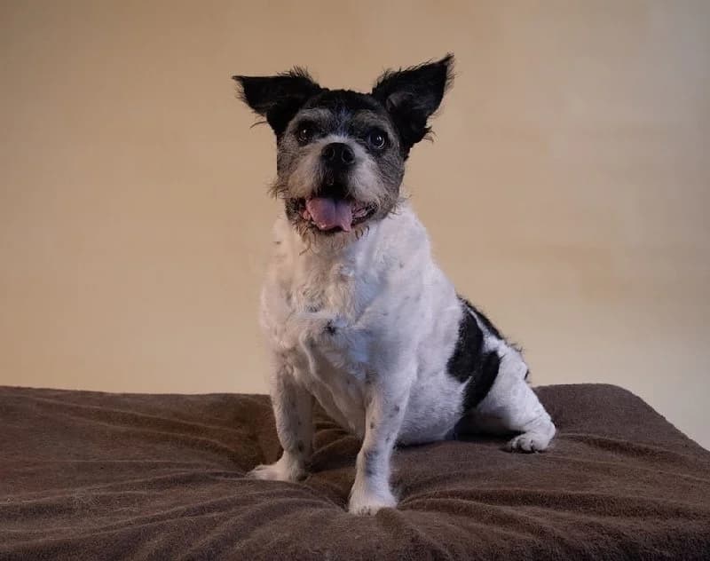 STOEMPERKE 9897 photo 6