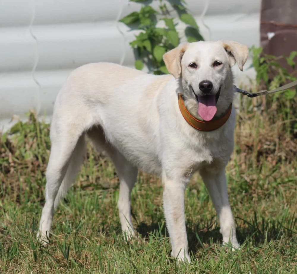 Adele kruising labrador photo 2