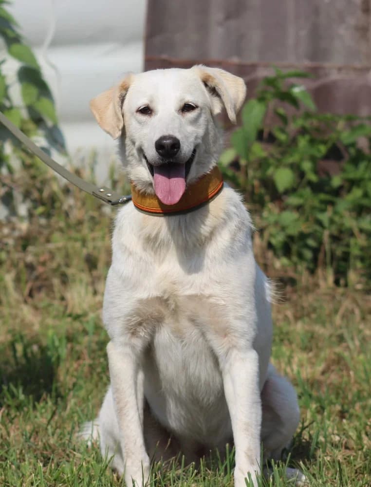 Adele kruising labrador photo 3