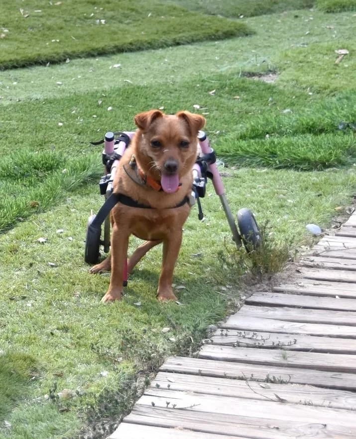 Adi BR, handicap photo 6