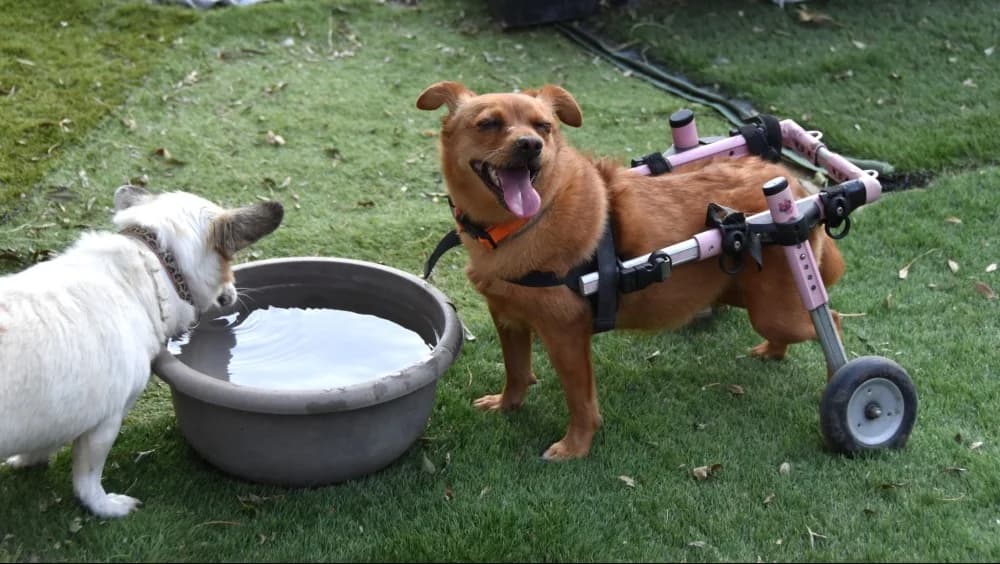 Adi BR, handicap photo 2