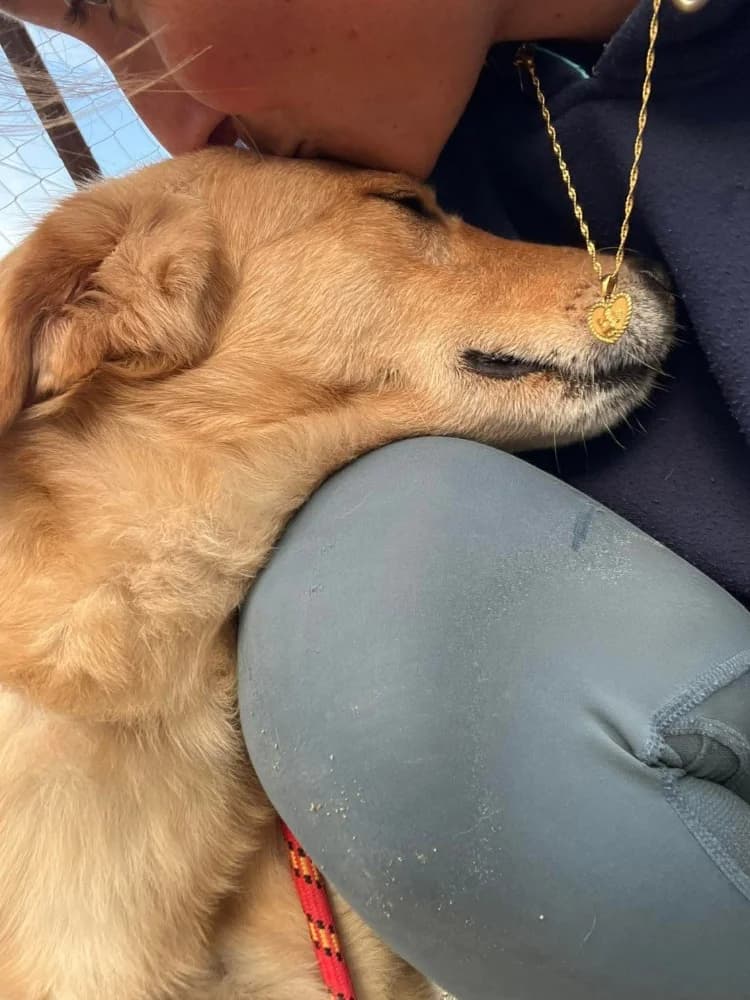 ADONIS*kattest mogelijk! photo 7