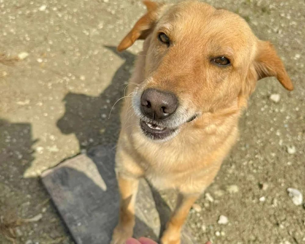 ADONIS*kattest mogelijk! photo 3