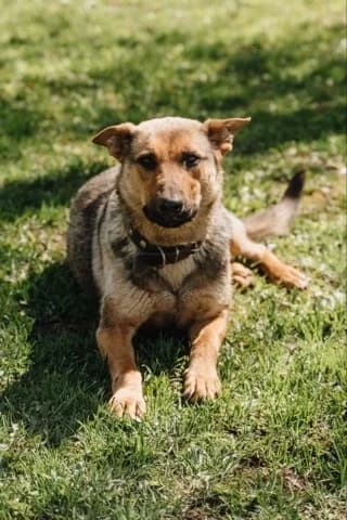 Bertha een hond met hart❤