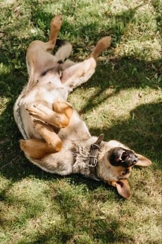 Bertha een hond met hart❤ photo 2