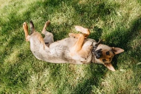 Bertha een hond met hart❤ photo 3