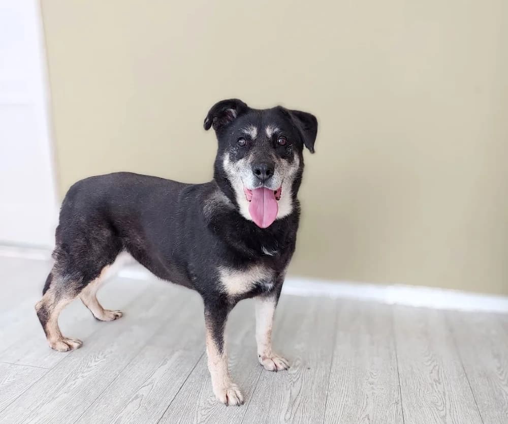 Boni zoekt haar baasje