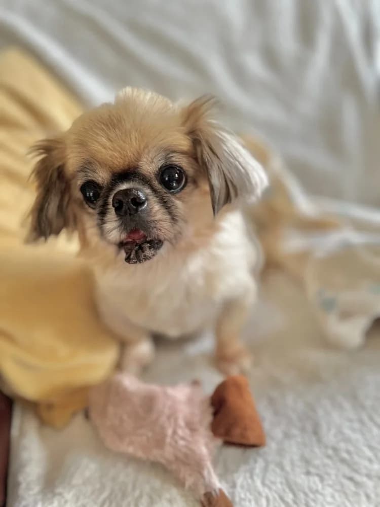 BRUNIE & MIKROULIS photo 2