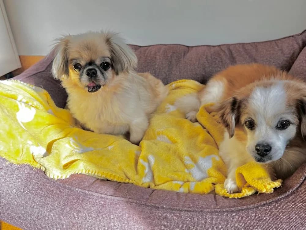 BRUNIE & MIKROULIS photo 4