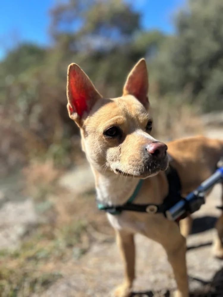 Canelo BR gehandicapt photo 5