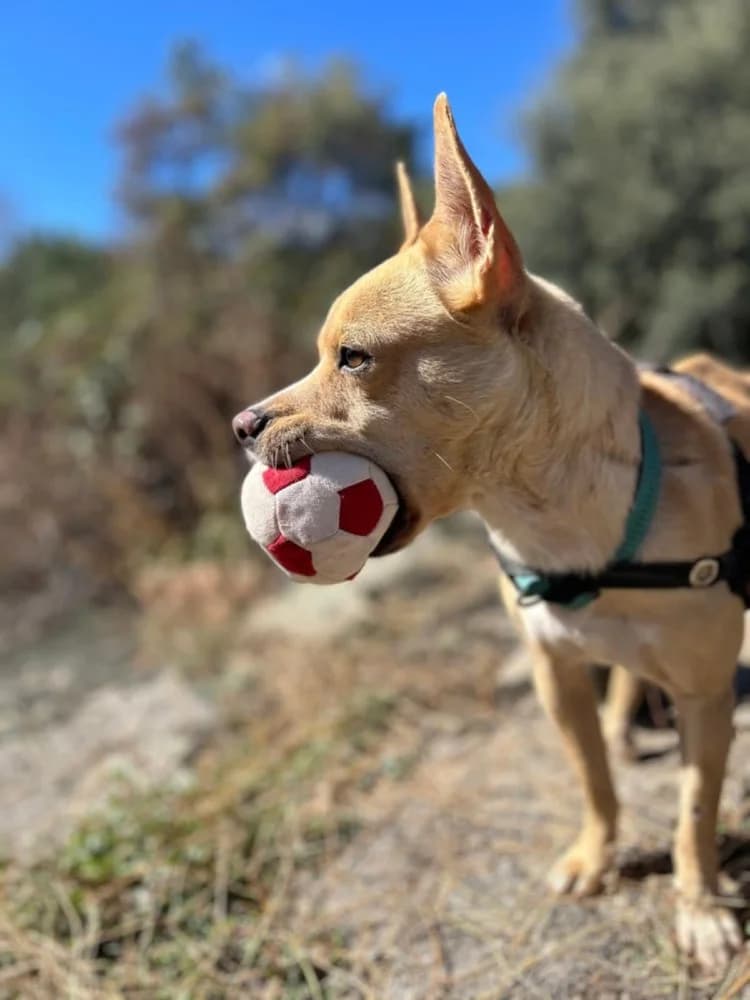 Canelo BR gehandicapt photo 8