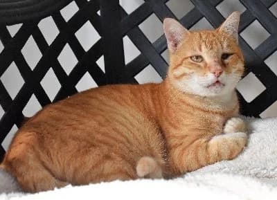 Captain Jack photo 2