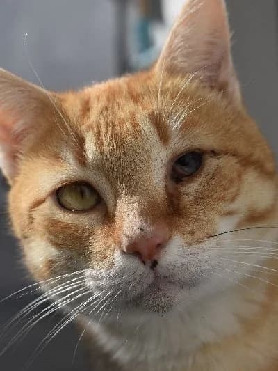 Captain Jack photo 3