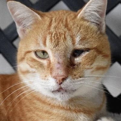 Captain Jack photo 4