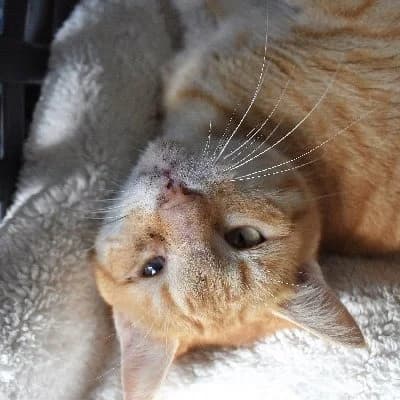 Captain Jack photo 5