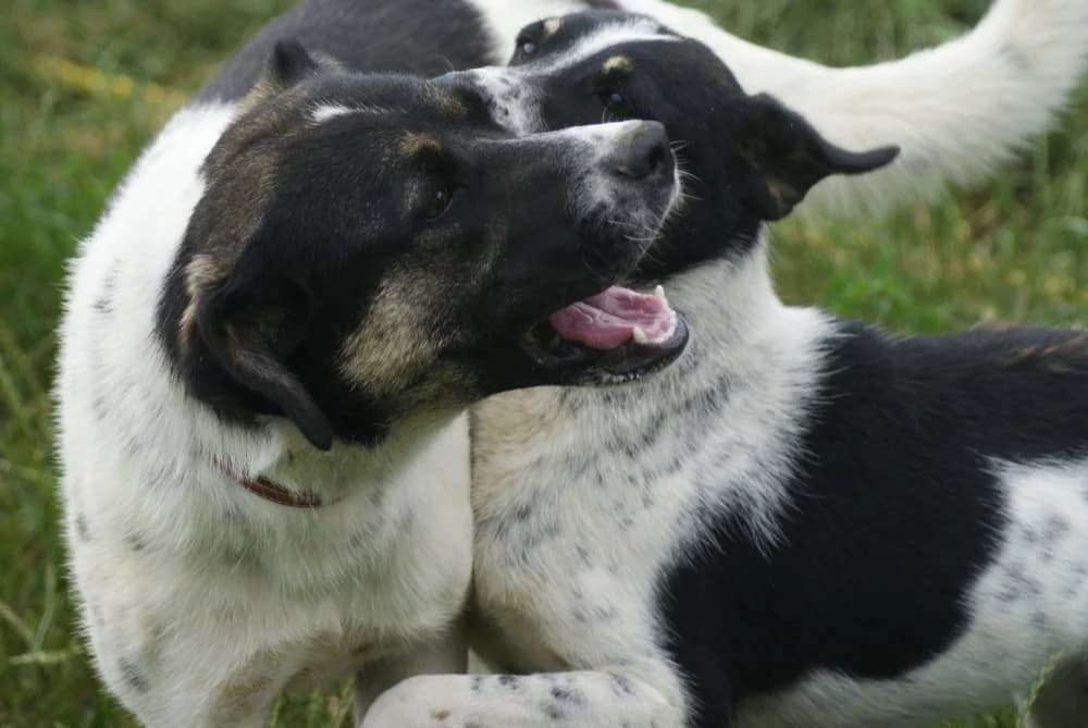 ❤️Cara Mia❤️ photo 5