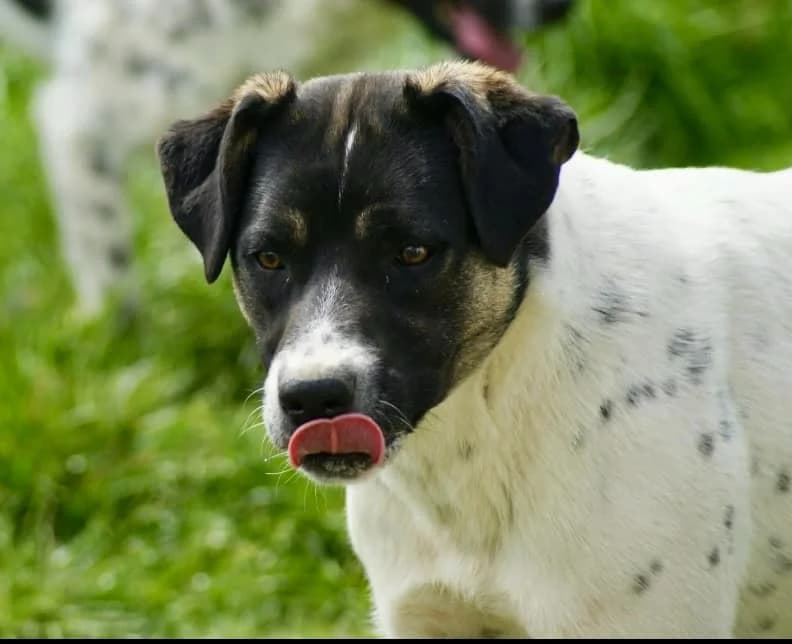 ❤️Cara Mia❤️