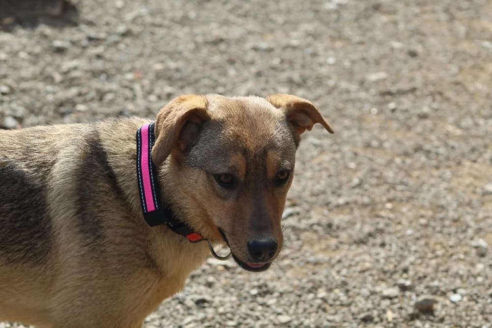 ❤️Carmela❤️ photo 5