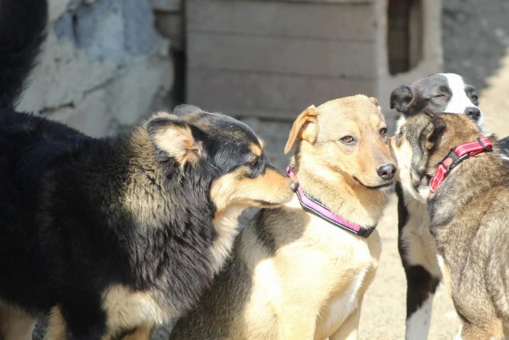 ❤️Carmela❤️ photo 6