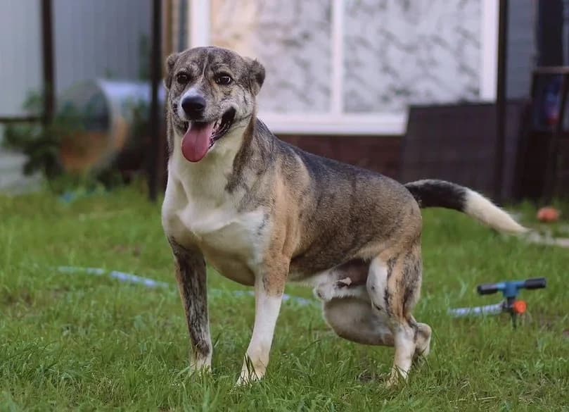 Dappere Mitya zoekt jouw! photo 5