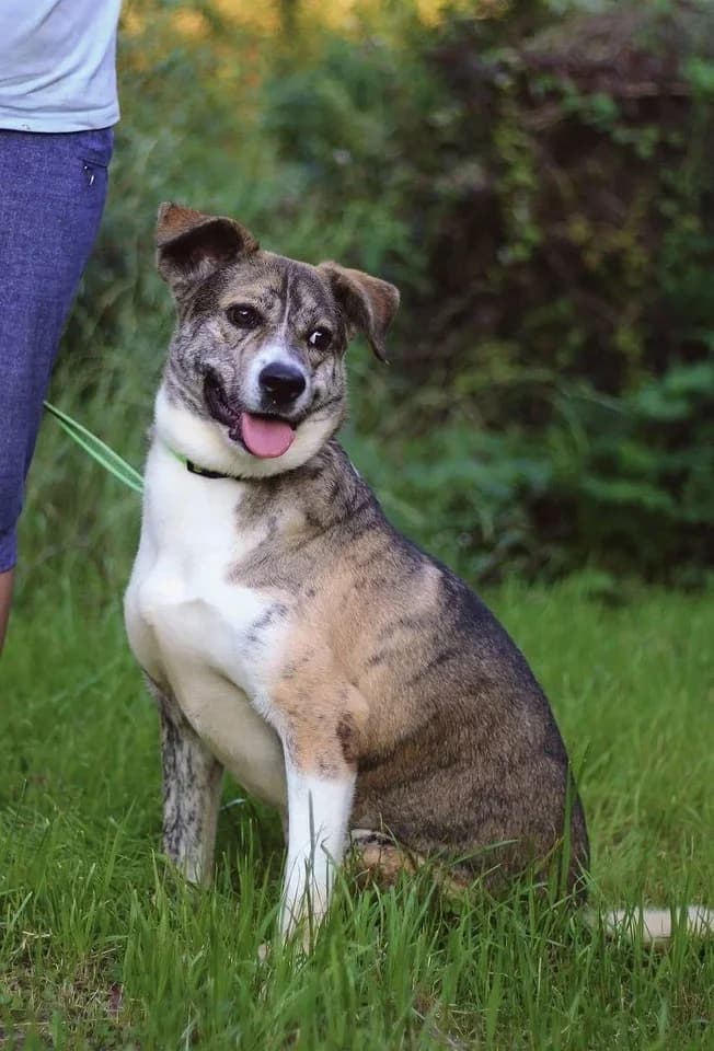 Dappere Mitya zoekt jouw! photo 4